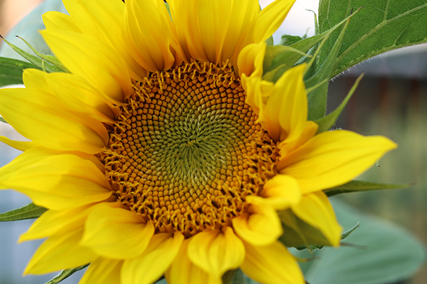 Sonnenblume